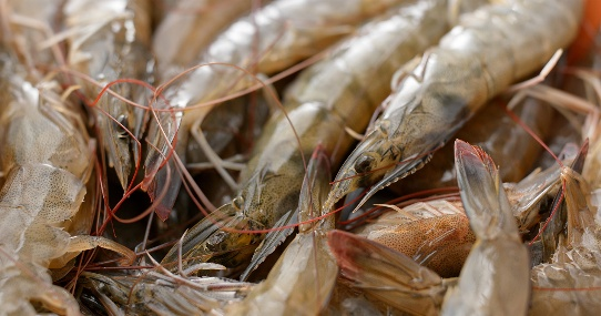 Sea Food